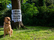 Ci yn eistedd o flaen coeden. Mae gan y goeden arwydd 'Gorsaf Bleidleisio / Polling Station' arni.