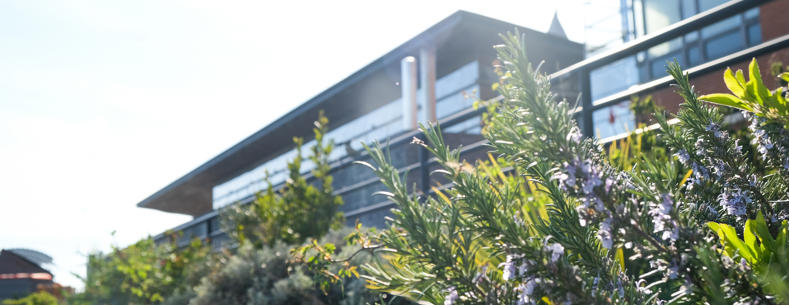 Gardd ar ystâd y Senedd