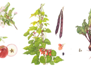 Arluniadau celf botanegol