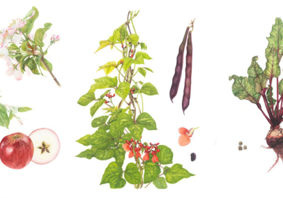 Arluniadau celf botanegol