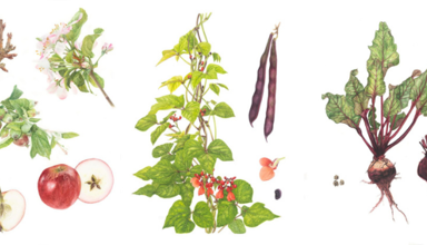 Arluniadau celf botanegol