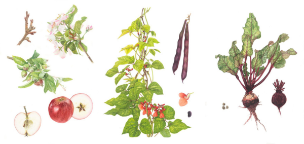 Arluniadau celf botanegol