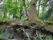 Cheryl Beer yn y Choedwigoedd Glaw Cymru