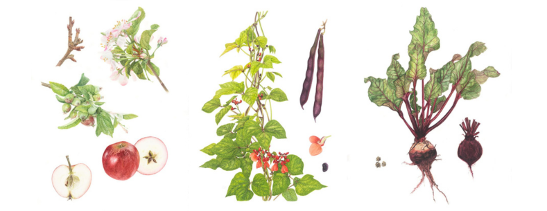 Arluniadau celf botanegol